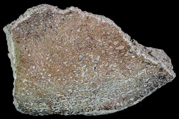 Polished Dinosaur Bone (Gembone) Section - Morocco #107016